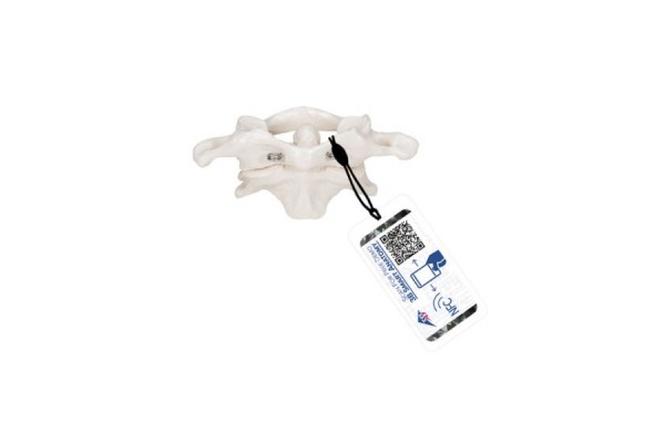 atlas człowieka i model osi, montowany na drutach - 3b smart anatomy - 1000140 [a71] 3b scientific modele anatomiczne 2